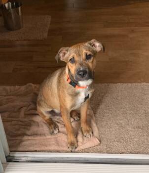 Boscoe -  Retriever Dog for Adoption in Douglas, Massachusetts - Boscoe | PetCurious