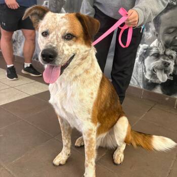 Rescue Mixed Breed Dogs for Adoption in Columbus, Georgia - 11/18/2025-Stray-AgnesDrive | PetCurious