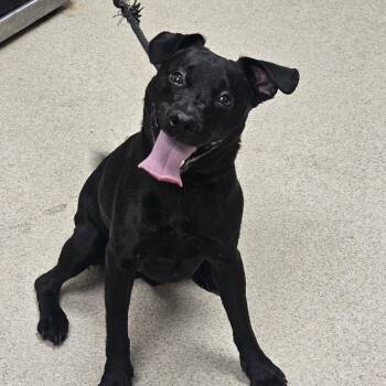 Arlo -  Patterdale Terrier Fell Terrier Dog for Adoption in Evansville, Indiana - Arlo | PetCurious