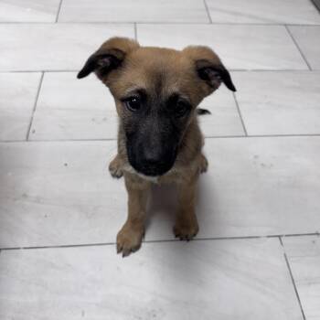 Black Mouth Cur Dogs Available for Adoption - Oakley | PetCurious
