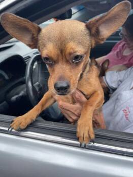 CHICO -  Chihuahua and Mixed Breed Dog for Adoption in El Paso, Texas - CHICO | PetCurious