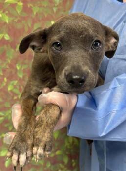 Jocelyn -  Terrier and Mixed Breed Dog for Adoption in San Antonio, Texas - Jocelyn | PetCurious