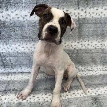 Jovie -  American Bulldog Dog for Adoption in Benld, Illinois - Jovie | PetCurious