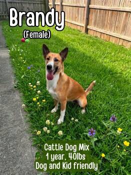 Brandy -  Cattle Dog Dog for Adoption in Lancaster, Kentucky - Brandy | PetCurious