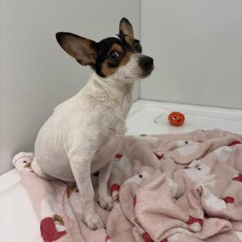 Snarf -  Jack Russell Terrier Dog for Adoption in St. Augustine, Florida - Snarf | PetCurious