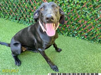 Rescue Mixed Breed Dogs for Adoption in West Palm Beach, Florida - TRACY | PetCurious