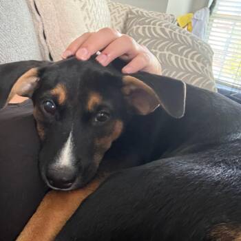 Buster -  Mixed Breed Dog for Adoption in Saint Charles, Missouri - Buster | PetCurious