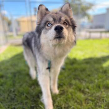 Sweater -  Mixed Breed Dog for Adoption in Spokane, Washington - Sweater | PetCurious