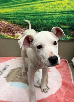 Pit Bull Terrier and Mixed Breed Dogs Available for Adoption - A549235 | PetCurious