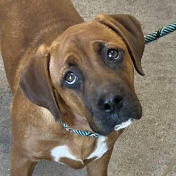 Mirabel -  Mixed Breed Dog for Adoption in Las Cruces, New Mexico - Mirabel | PetCurious