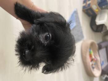 Wire Fox Terrier Dogs Available for Adoption in Fort Pierce, Florida - Mocha | PetCurious