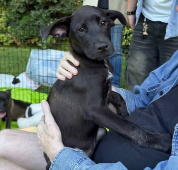 Rescue Belgian Shepherd Malinois and Pit Bull Terrier Dogs for Adoption in Los Angeles, California - Celeste | PetCurious