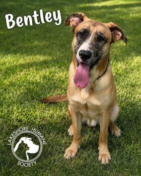 Bentley -  Shepherd Dog for Adoption in Dunkirk, New York - Bentley | PetCurious