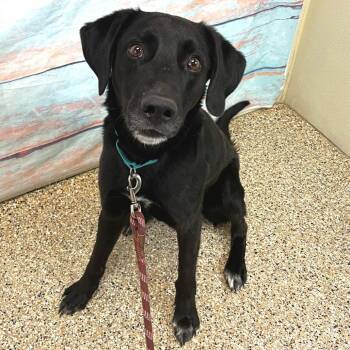 Mixed Breed Dogs Available for Adoption in Cheyenne, Wyoming - Bagheera | PetCurious