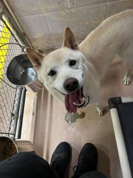 Loki -  Shiba Inu Dog for Adoption in Troy, Ohio - Loki | PetCurious