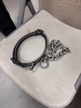 Pit Bull Terrier Dogs Available for Adoption - Rusty | PetCurious