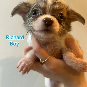 Chihuahua and Mixed Breed Dogs Available for Adoption in Bend, Oregon - Richard | PetCurious
