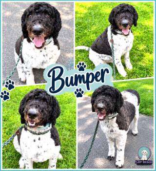 Bumper -  Sheepadoodle Dog for Adoption in Richmond, Virginia - Bumper | PetCurious