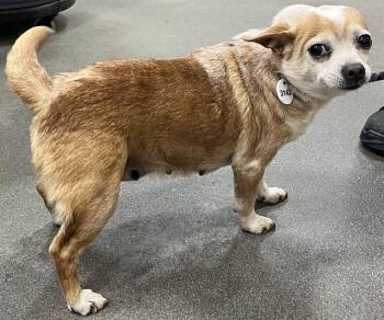 Chihuahua Dogs Available for Adoption - ANNA | PetCurious