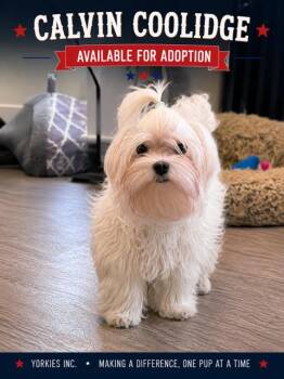 Calvin Coolidge -  Maltese Dog for Adoption in Taunton, Massachusetts - Calvin Coolidge | PetCurious