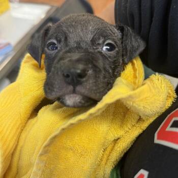Harvest -  Mixed Breed Dog for Adoption in Springboro, Ohio - Harvest | PetCurious