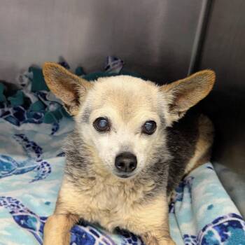 Chihuahua Dogs Available for Adoption in Marysville, Ohio - Eddie | PetCurious