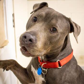 Rescue Mixed Breed Dogs for Adoption in Mentor, Ohio - Bo | PetCurious