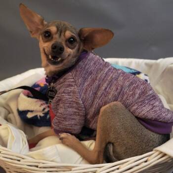 Cody D12673 -  Chihuahua and Miniature Pinscher Dog for Adoption - Cody D12673 | PetCurious