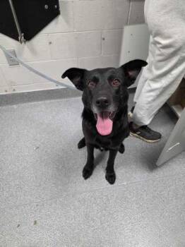 Black Labrador Retriever Dogs Available for Adoption - Cluster | PetCurious