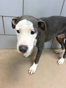 Cannoli -  Mixed Breed Dog for Adoption in Nashville, Tennessee - Cannoli | PetCurious