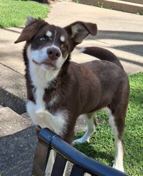 Australian Shepherd and Husky Dogs Available for Adoption in Mcconnelsville, Ohio - Layla | PetCurious
