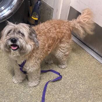 Rocket -  Maltese Dog for Adoption in San Gabriel, California - Rocket | PetCurious