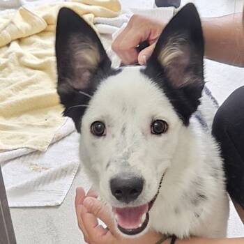 Rescue Mixed Breed and Border Collie Dogs for Adoption in Saratoga Springs, New York - Stitch | PetCurious