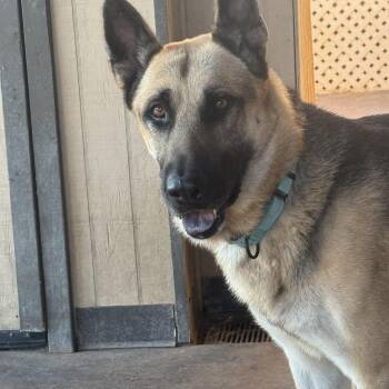 Rescue German Shepherd Dog Dogs for Adoption in Tallulah, Louisiana - Joe | PetCurious