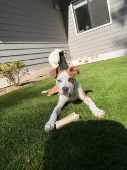 Guy Prince of Your Heart -  Pit Bull Terrier and Labrador Retriever Dog for Adoption in Friendswood, Texas - Guy Prince Of Your Heart | PetCurious