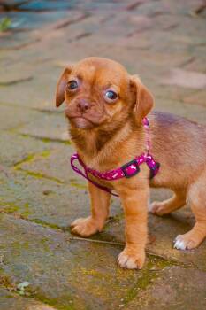 Chiweenie and Boston Terrier Dogs Available for Adoption - Cappuccino  | PetCurious