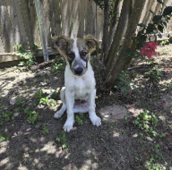 Rescue Anatolian Shepherd and Great Pyrenees Dogs for Adoption in Pflugerville, Texas - Iago | PetCurious