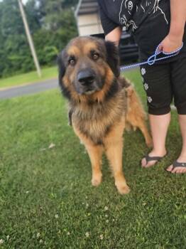 Kratos -  German Shepherd Dog Dog for Adoption in Fort Payne, Alabama - Kratos | PetCurious