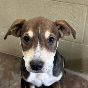 Chilli -  Hound Dog for Adoption in Bronson, Florida - Chilli | PetCurious