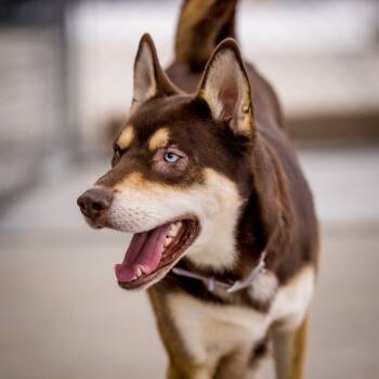Rescue German Shepherd Dog and Husky Dogs for Adoption in Twentynine Palms, California - Donut | PetCurious