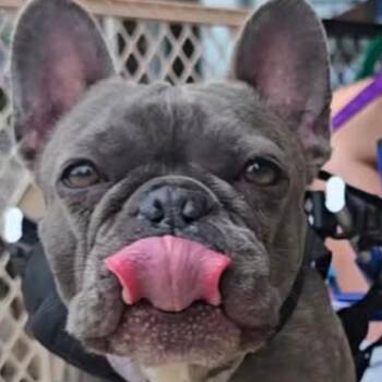 Rescue French Bulldog Dogs for Adoption in Huber Heights, Ohio - Amari | PetCurious