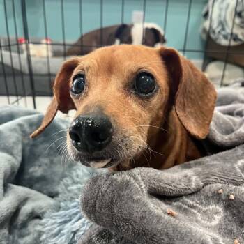 Minnie -  Dachshund and Mixed Breed Dog for Adoption in Merritt Island, Florida - Minnie | PetCurious