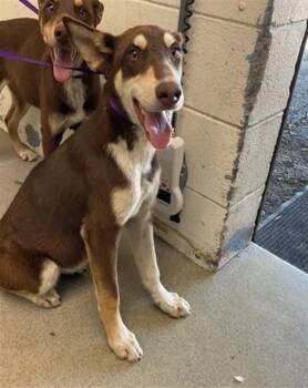 Doberman Pinscher Dogs Available for Adoption - GLINDA | PetCurious