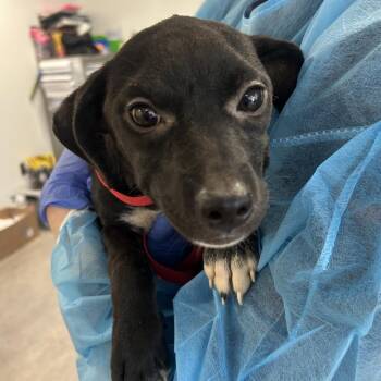 Dewy -  Mixed Breed Dog for Adoption in Philadelphia, Pennsylvania - Dewy | PetCurious