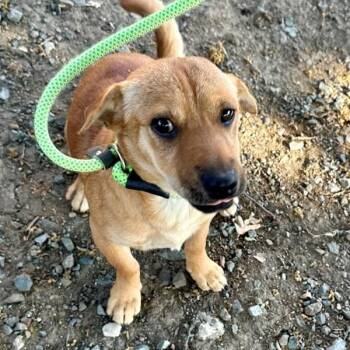 Shar Pei Dogs Available for Adoption - Dinah Washington | PetCurious