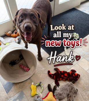 HANK -  Labrador Retriever Dog for Adoption in Huntington, New York - HANK | PetCurious