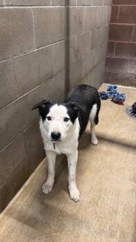Border Collie Dogs Available for Adoption - Amos | PetCurious