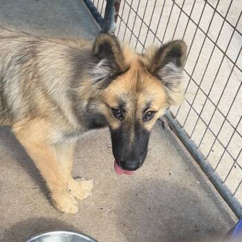 Carolina -  Shepherd Dog for Adoption in Lake Jackson, Texas - Carolina | PetCurious