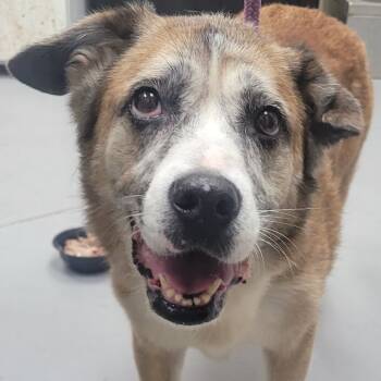 Rescue Mixed Breed Dogs for Adoption in Columbus, Georgia - 11/20/2025-Stray-GarrettPinesDrive-"Dory" | PetCurious