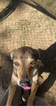 Rescue Mountain Cur Dogs for Adoption in Benson, North Carolina - Bo | PetCurious